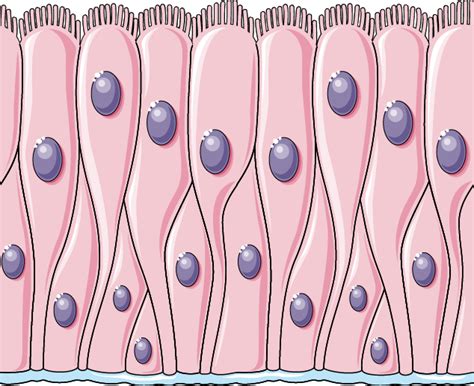 Pseudostratified Columnar Epithelium