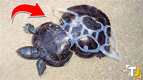 Turtle Stuck In Plastic Ring For 10 Years, Then THIS Happened... - YouTube