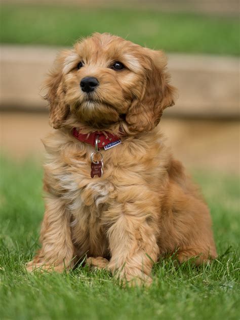 Special Benefits Of Training A Goldendoodle Puppy