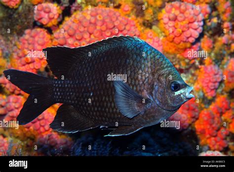 Longfin damselfish in the Gulf of Mexico Stock Photo - Alamy