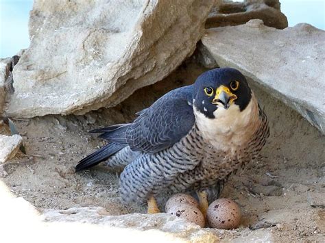 Peregrine Falcon Nesting: A Complete Guide | Birdfact