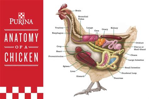 chicken-anatomy Raising Backyard Chickens, Backyard Poultry, Chicken ...