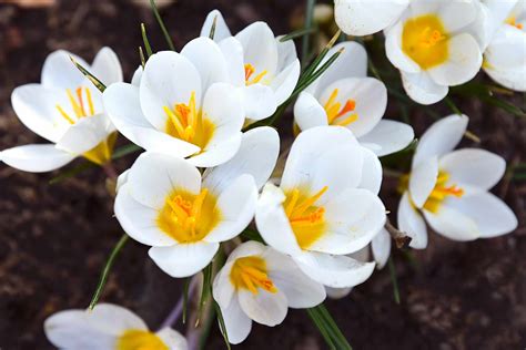 14 Beautiful Crocus Varieties to Plant