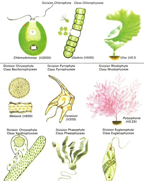 Into the Microscopic World: Lesson 10 (14/10/14)