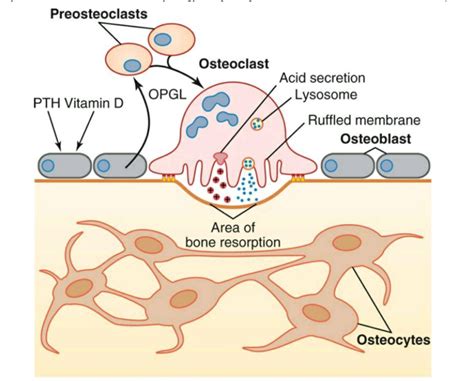 Difference Between Osteoblast and Osteoclast | Definition ...