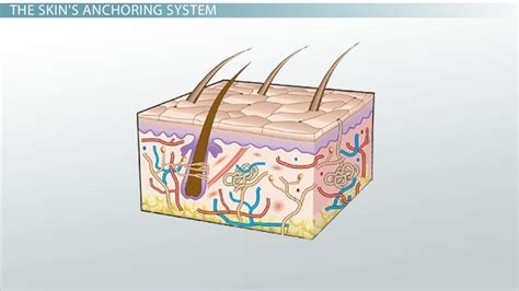 Basement Membrane Function & Structure | What is the Basement Membrane ...