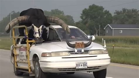 Howdy Doody bull: Nebraska man stopped while driving with full-sized ...