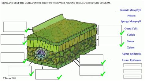 leaf cell Diagram | Quizlet