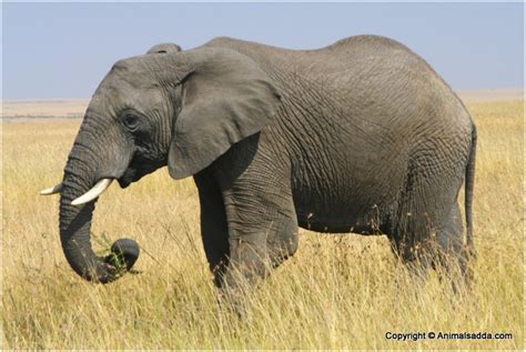 African Elephant - Facts For Kids, Pictures, Diet, Habitat, Weight ...