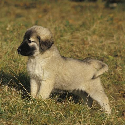 6 Facts About Anatolian Shepherds - Greenfield Puppies