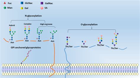 Common N-glycosylation and O-glycosylation structures on the cell ...