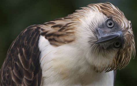 Let's Draw Endangered Species! : ): Philippine Eagle