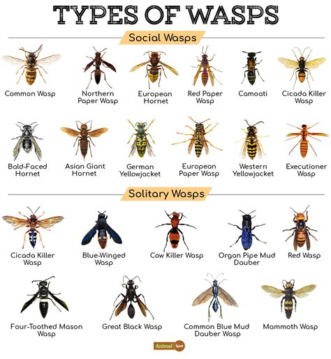 Wasp Facts, Types, Diet, Reproduction, Classification, Pictures