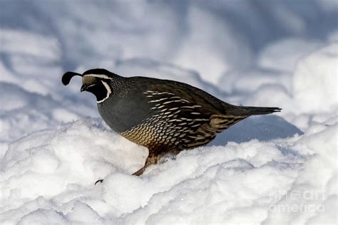 Quail Run Photograph by Michael Dawson | Pixels