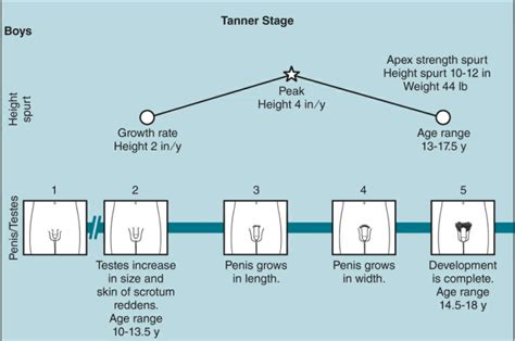 Tanner Staging – md4baby