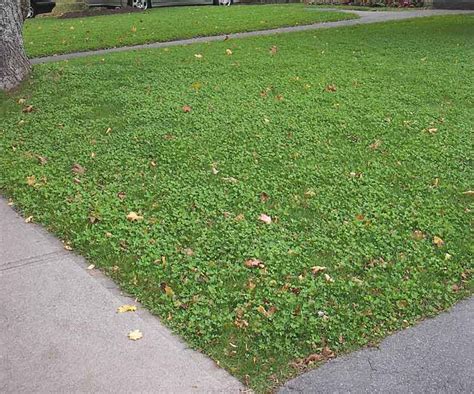 Establishing White Clover in Lawns