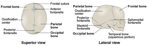 Fontanel Anatomy - Anatomical Charts & Posters