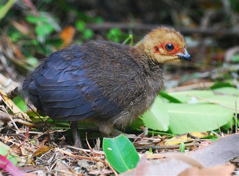 In some species of Megapodes, the chicks can fly within 24 hours after ...