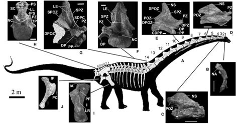 How big was Futalognkosaurus? | Sauropod Vertebra Picture of the Week