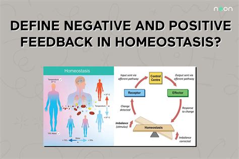 Negative And Positive Feedback In Homeostasis | Noon Academy