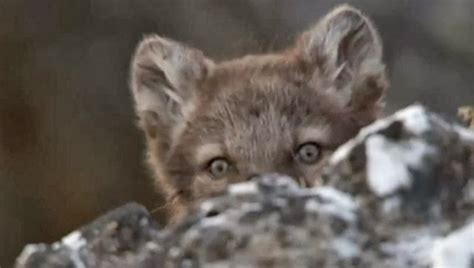 White Wolf : Arctic fox cubs - playing, feeding, suckling (Video)