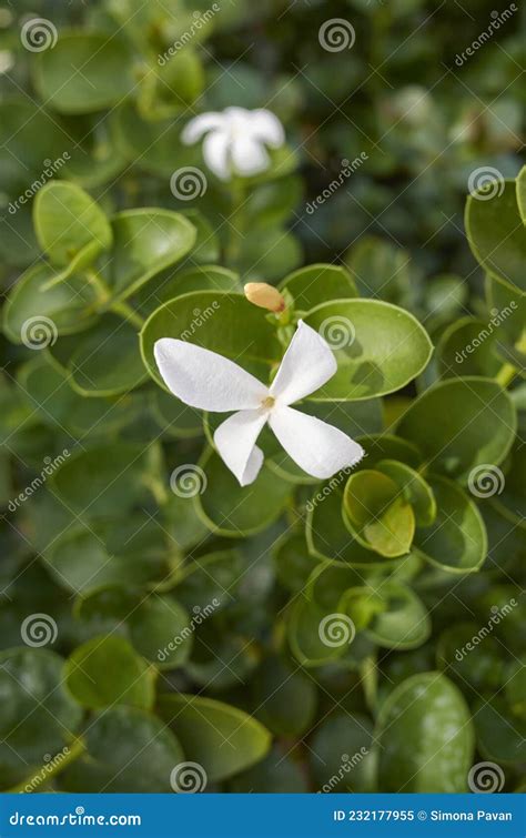 Carissa Macrocarpa Shrub in Bloom Stock Image - Image of environment ...