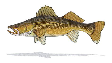 Walleye Print | Fish art, Walleye, Animal sketches