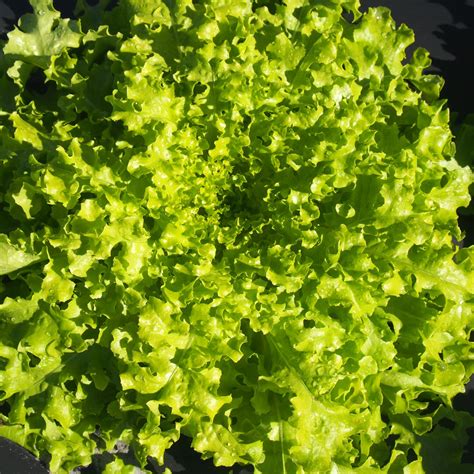 Lettuce, Green Leaf — Kai-Kai Farm - Produce - Farm Dinners - Weddings ...