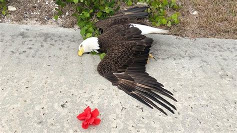 Bald eagle found dead on Marco Island; cause of death unknown