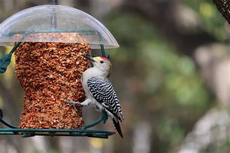 Top 5 Best Woodpecker Feeders (2022 Review)