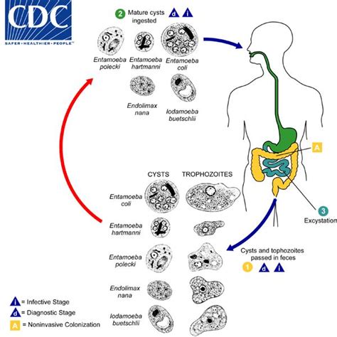 Entamoeba coli, E. hartmanni, E. polecki, Endolimax nana, and Iodamoeba ...