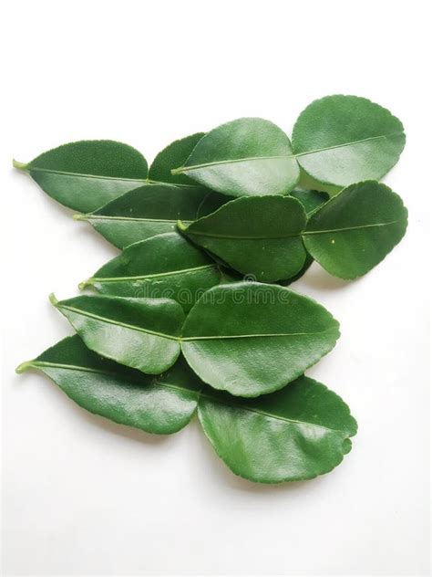 Daun Jeruk Purut or Kaffir Lime Leaves Stock Image - Image of ...