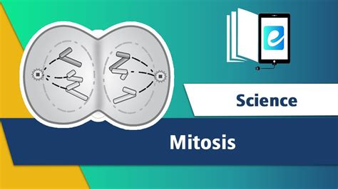 Mitosis - Phases of Mitosis - Cell Division|| Animated Science Video ...