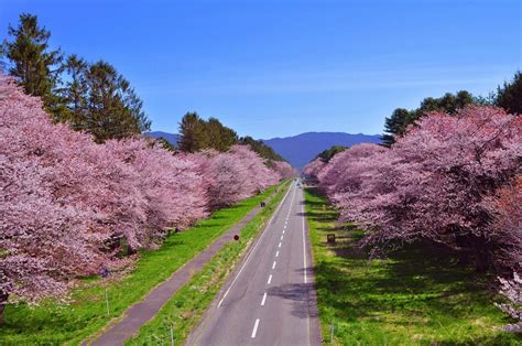 Nijukken Road Cherry Blossom Trees・Shizunai Cherry Blossom Festival ...