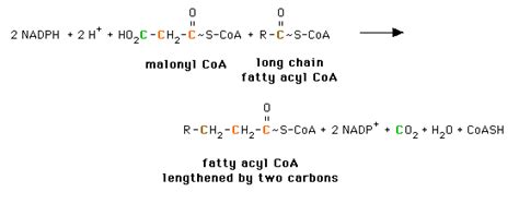 Fatty Acids -- Elongation: Fatty Acid Synthesis in the Endoplasmic ...