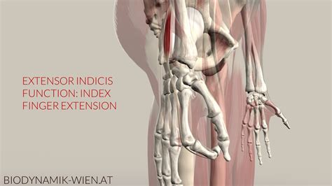 Extensor Indicis Function: Index Finger Extension (3D Animation) - YouTube