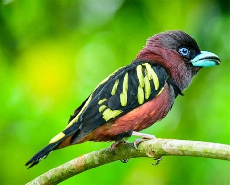 The Little Gorgeous Banded Broadbill