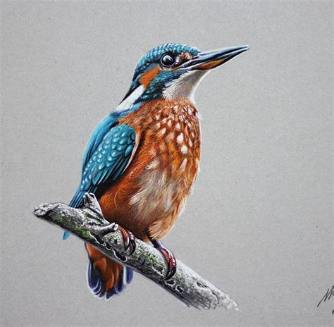 25 Realistic Color Pencil Drawings with Video Tutorials