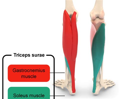 Calf Muscle Strain Injury - E3 Rehab