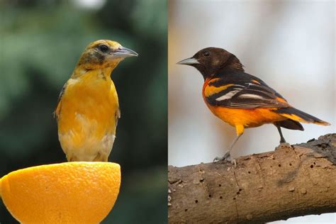 Female vs. Male Oriole: How To Identify the Sex of 9 Orioles