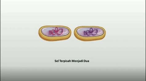 Pembelahan Amitosis - YouTube