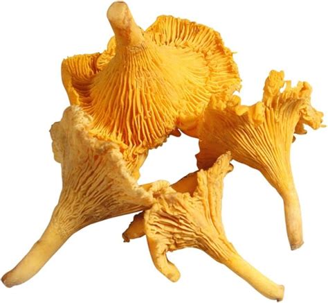 Girolles, Fresh 1kg: Amazon.co.uk: Grocery