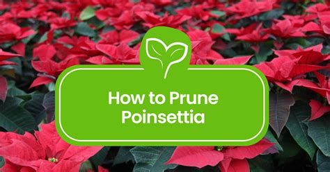 How to Prune a Poinsettia: A Complete Guide - Plant Propagation