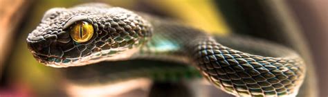 77 Interesting Facts about Snakes | FactRetriever.com