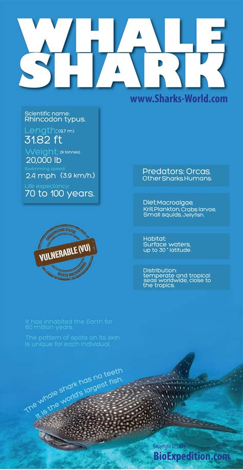 Whale Shark Infographic - Shark Facts and Information