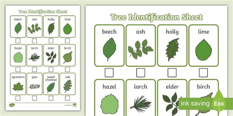 Leaf Identification Sheet - Identify Trees in Spring