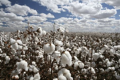 Iran Cotton Production Expected to Increase 10% This Year | Financial ...