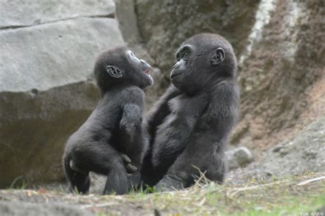 Bronx Zoo on Twitter | Baby gorillas, Gorilla, Cute little animals