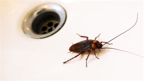 Common Bugs You'll Find in Your Bathroom