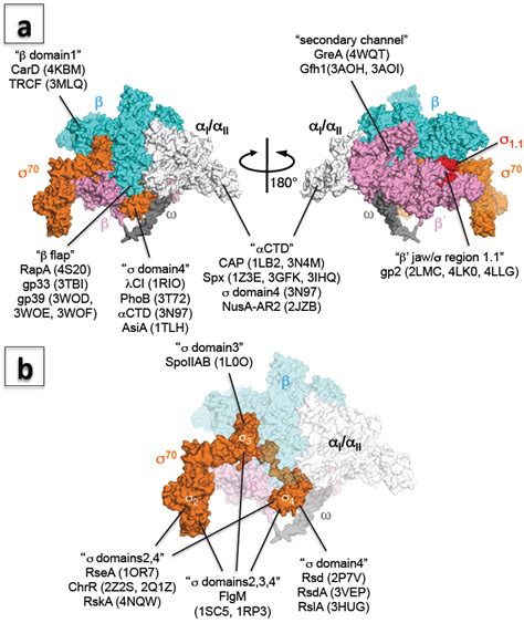 Biomolecules | Free Full-Text | Structural Biology of Bacterial RNA ...